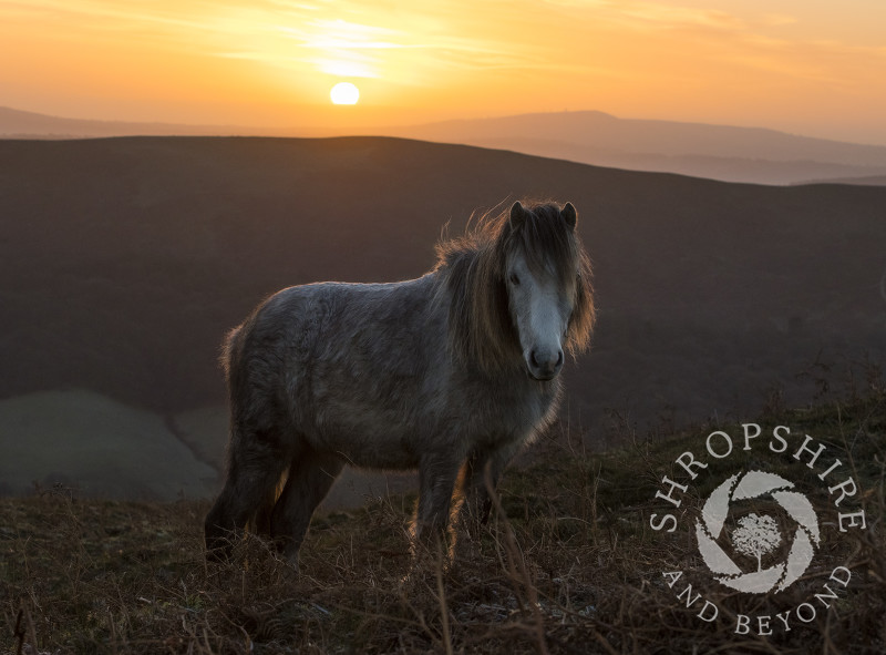 Wild pony on the Long Mynd at sunrise, Shropshire.