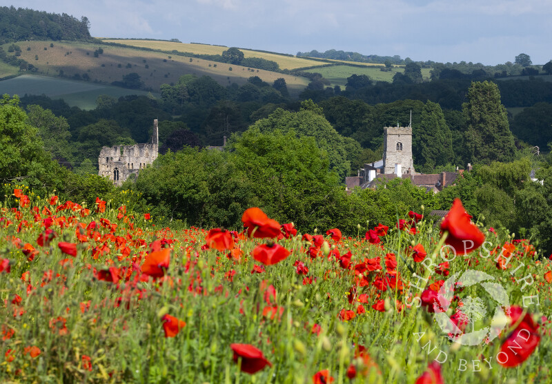A field of poppies at Much Wenlock, with Wenlock Priory and Holy Trinity Church, Shropshire