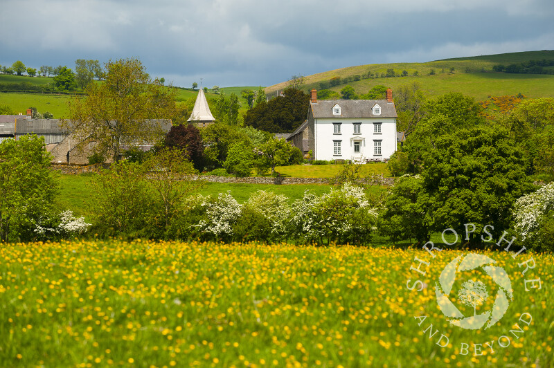 The shingled spire of All Saints’ Church rises above a field of buttercups at Norbury, Shropshire.