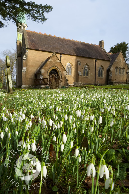 Snowdrops in the churchyard of Holy Innocents at Tuck Hill, near Bridgnorth, Shropshire.