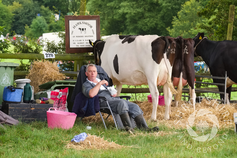 Time for a snack among Holstein cattle at Burwarton Show, near Bridgnorth, Shropshire, England.