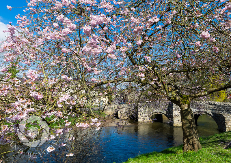 Cherry blossom beside Clun bridge, Shropshire.