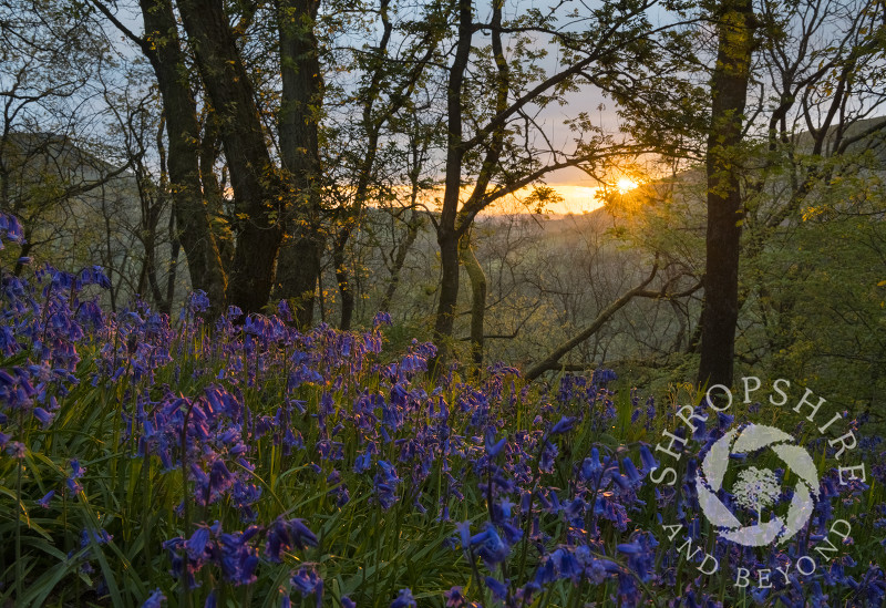 Bluebells at sunrise on Helmeth Hill, near Church Stretton, Shropshire.
