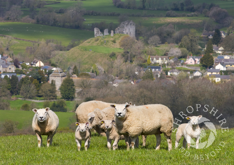 Texel sheep above the village of Clun, Shropshire.