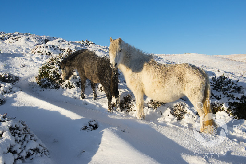 Wild ponies on the Long Mynd in winter, Church Stretton, Shropshire.