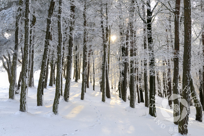 Sunight filters through trees covered in snow and ice on the Wrekin, Shropshire, England.