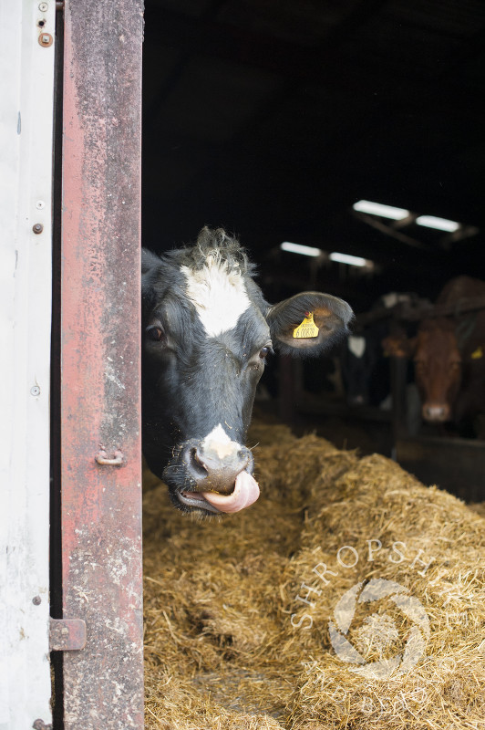 A cow in a barn at Middle Farm, Shelve, on the Stiperstones, Shropshire, England.