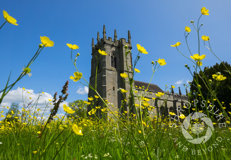 Buttercup meadow and St Mary Magdalene's Church at Battlefield, near Shrewsbury in Shropshire.