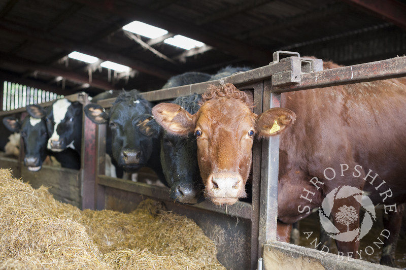 Cows in a barn at Middle Farm, Shelve, on the Stiperstones, Shropshire, England.