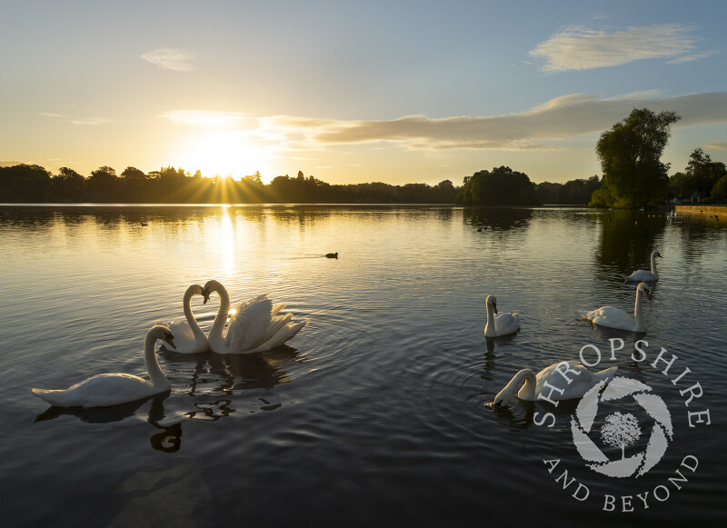 Mute swans at sunrise on The Mere at Ellesmere in Shropshire.