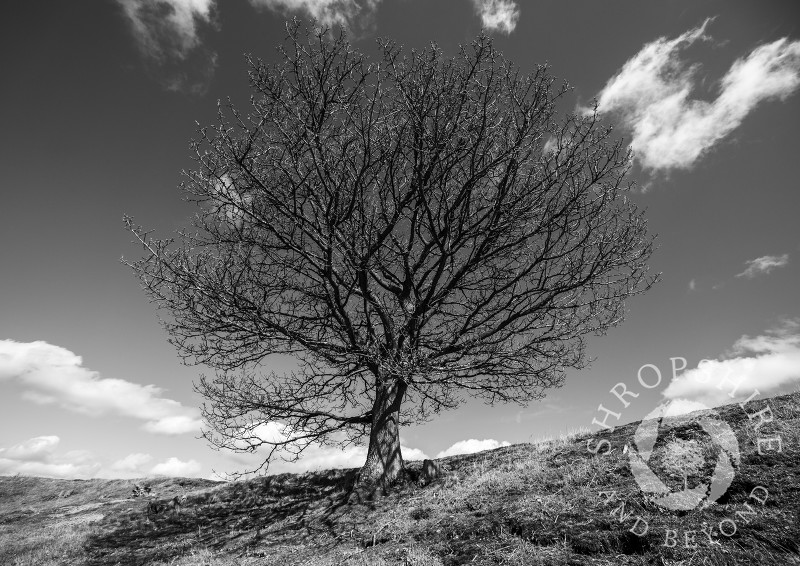 An oak tree on the ramparts of Burrow Hill Iron Age hill fort, near Hopesay, Shropshire, England.
