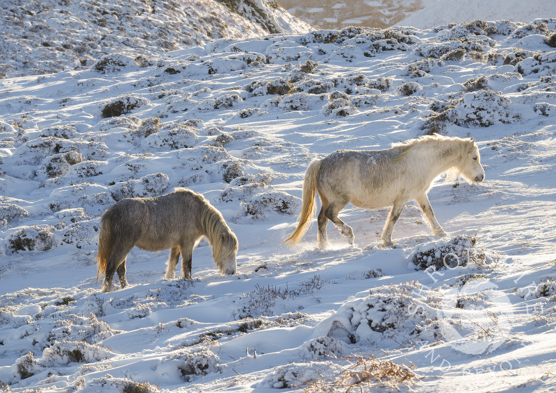 Wild ponies on the Long Mynd after overnight snow, Church Stretton, Shropshire.