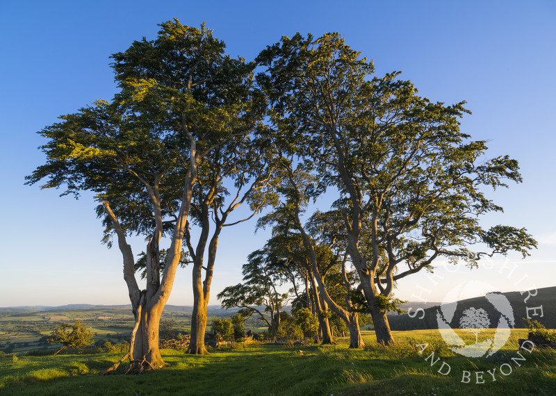 Evening sunlight on the avenue of ancient beech trees on Linley Hill, Shropshire.