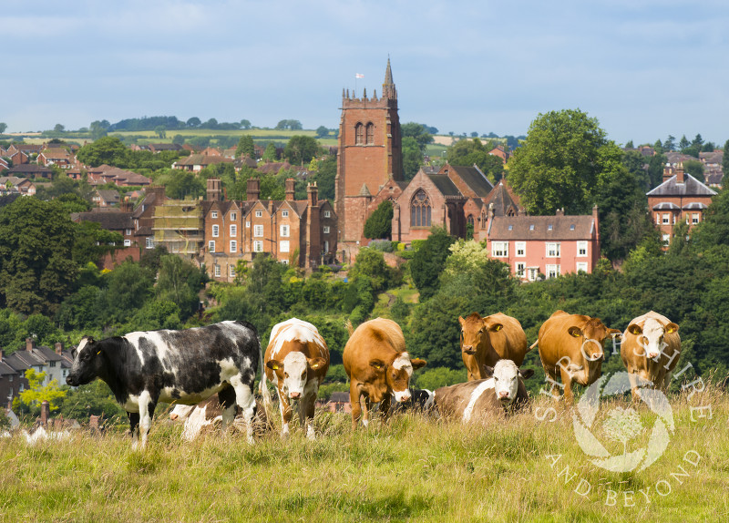 Cows grazing on the Hermitage overlooking St Leonard's Church, Bridgnorth, Shropshire.