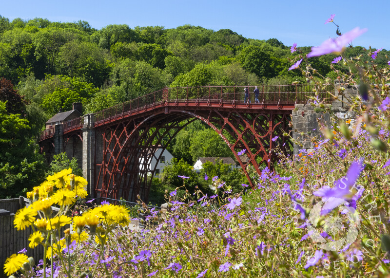 Wild flowers beside the Iron Bridge, Shropshire.