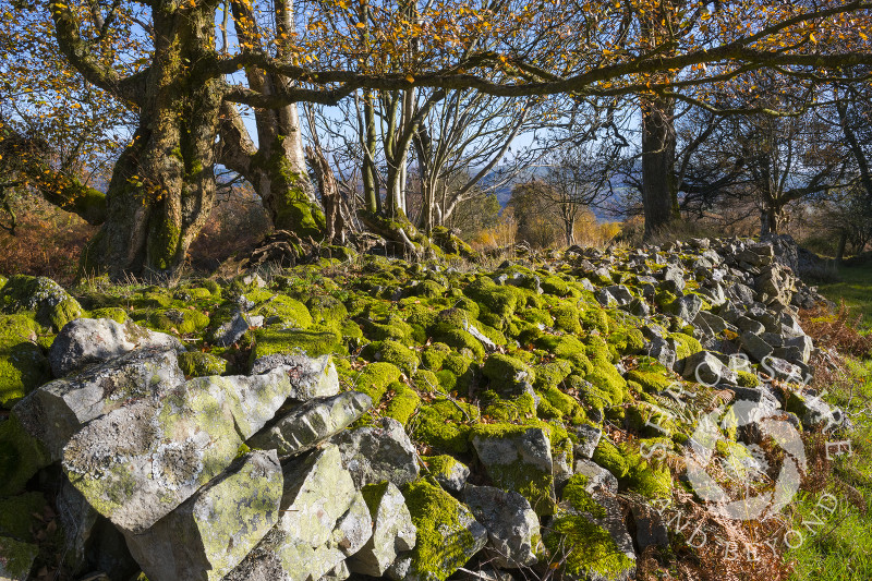 Moss grows over an old stone wall on Brook Vessons Nature Reserve, Shropshire