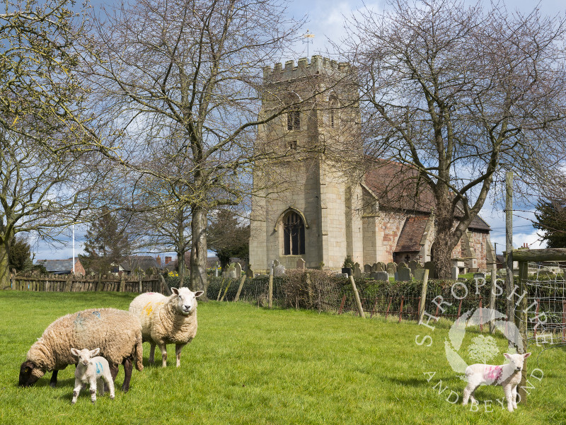 Ewes and lambs grazing near St Lucia's Church in the village of Upton Magna, Shropshire.