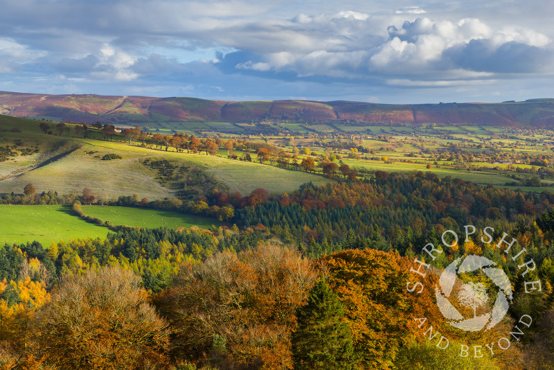 Autumn sunshine highlights the western slopes of the Long Mynd, seen from Heath Mynd, Shropshire.