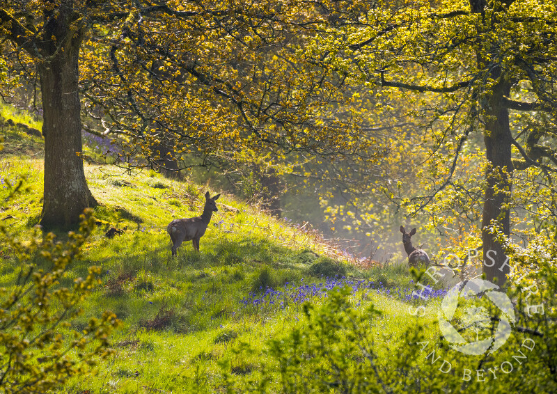 Roe deer on Burrow Hill, near Craven Arms, Shropshire.