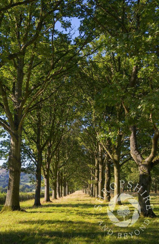 A mile long avenue of oak trees leading to Linley Hall, Shropshire.