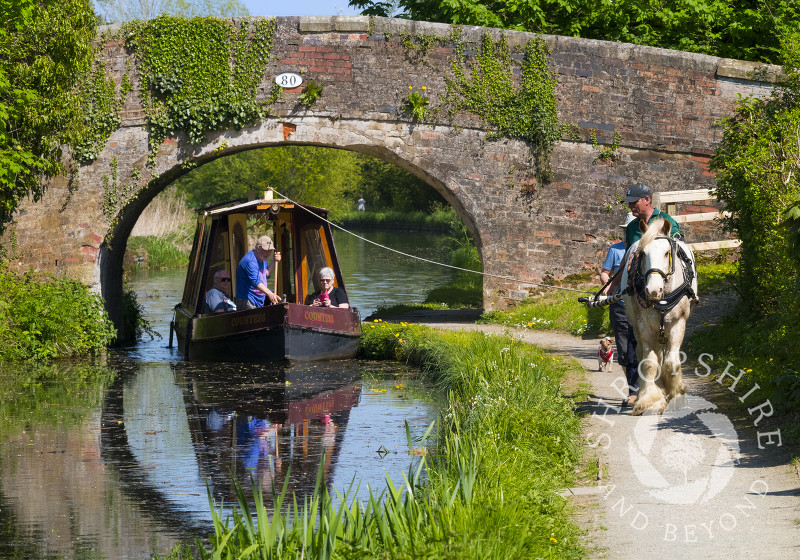 Horse drawn canal boat on the Montgomery Canal at Maesbury, Shropshire.