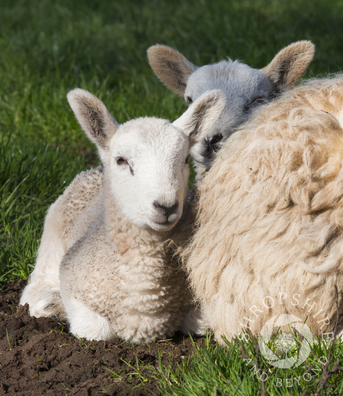 Twin lambs snuggle up to their mum in a field beneath the Stiperstones, Shropshire.