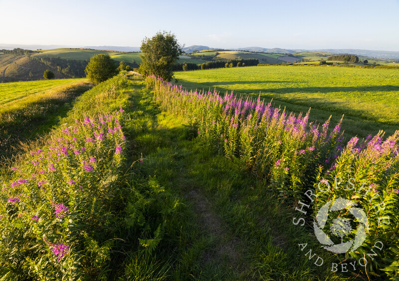 Rosebay willowherb lines the ramparts of Offa's Dyke in the Clun Valley, Shropshire.