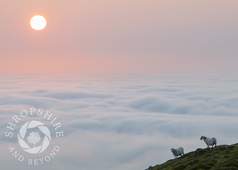Sheep at sunrise on Titterstone Clee Hill in Shropshire.
