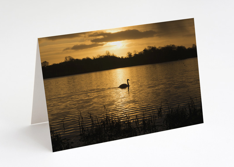 A swan at sunrise on the Mere at Ellesmere, Shropshire.