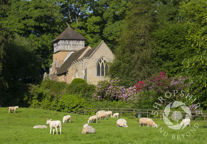 Sheep grazing near St James' Church, Shipton, Shropshire.