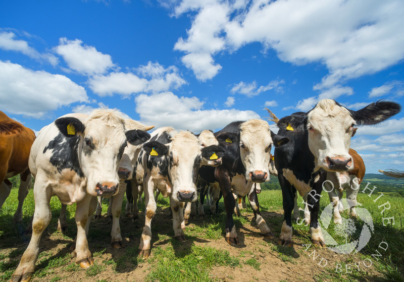 Friesian cattle in a Shropshire field.