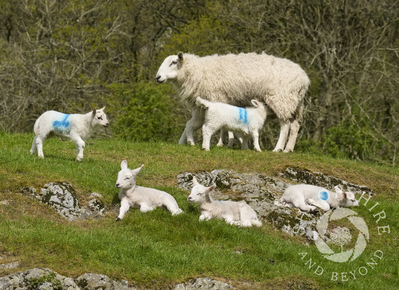 Lambs enjoying the sunshine at Gaer Stone Farm, Church Stretton, Shropshire.