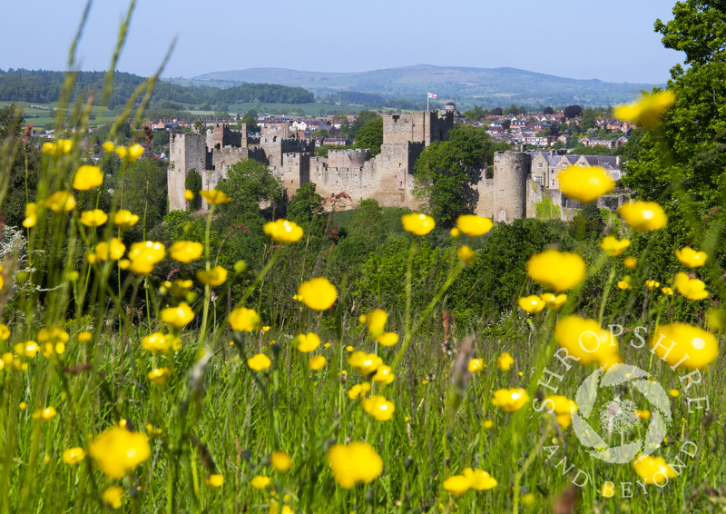Buttercups on Whitcliffe Common with Ludlow Castle, Shropshire.