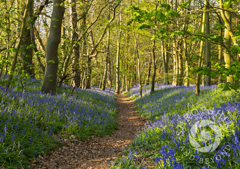 Sunlit path through bluebells at Chempshill Coppice, Worfield, Shropshire.