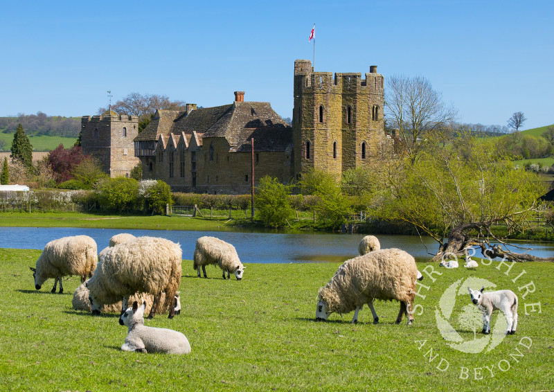 Sheep and lambs grazing at Stokesay Castle, Shropshire.