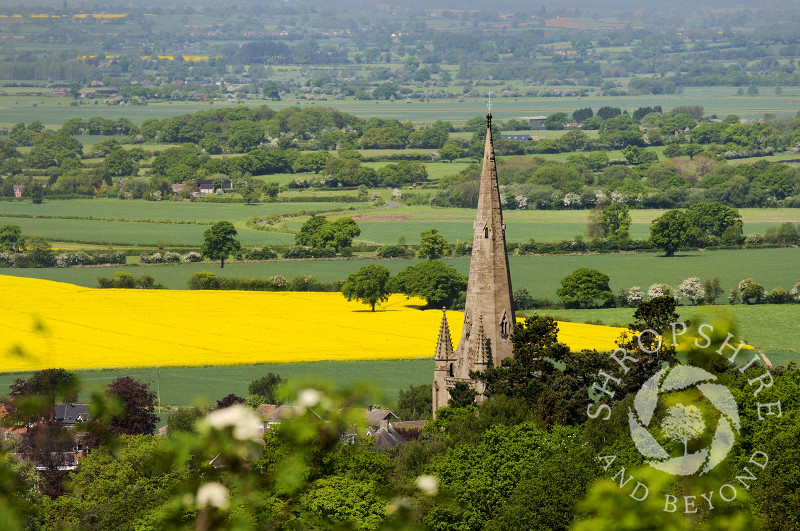The spire of All Saints Church at Clive, seen from Grinshill Hill, Shropshire, England.