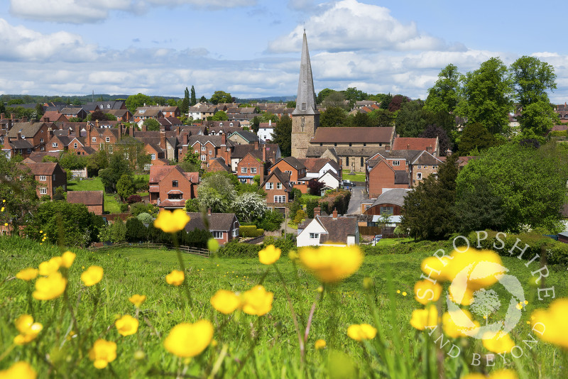 A buttercup field overlooks the town of Cleobury Mortimer in Shropshire.