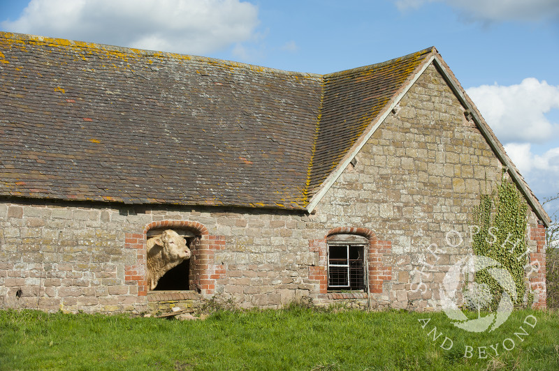 A bull poking its head through a window in an old barn at Holdgate, Shropshire.