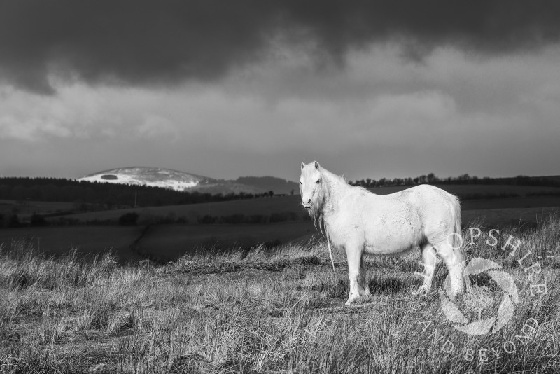 Black and white study of a pony on Hopesay Common, near Craven Arms, Shropshire, England.