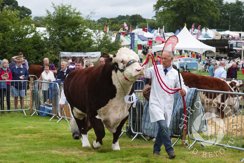 A Hereford bull in the parade ring at Burwarton Show, near Bridgnorth, Shropshire, England.