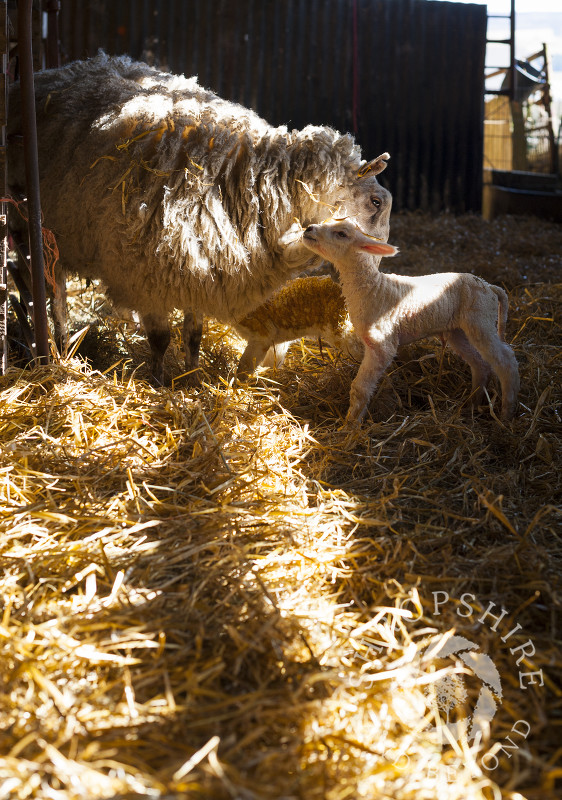 A sheep nuzzles her lamb in a barn at Middle Farm, Shelve, on the Stiperstones, Shropshire, England.