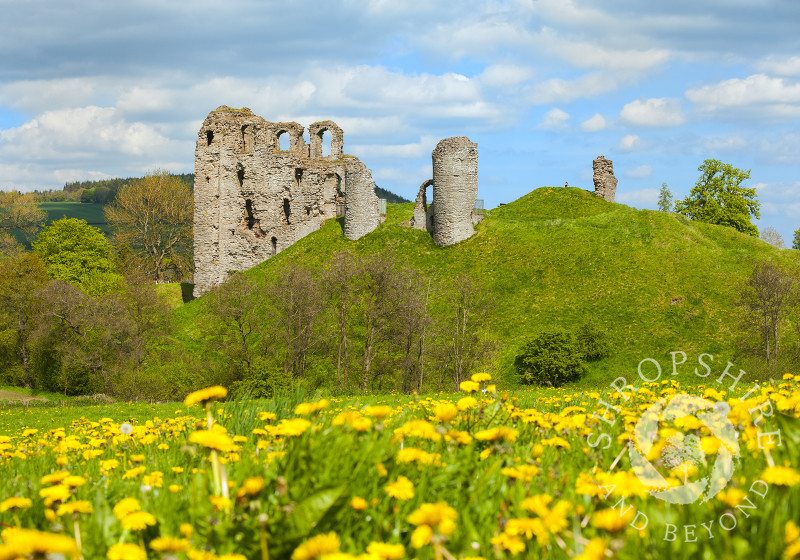 A carpet of dandelions beneath the ruins of Clun Castle, south Shropshire, England.