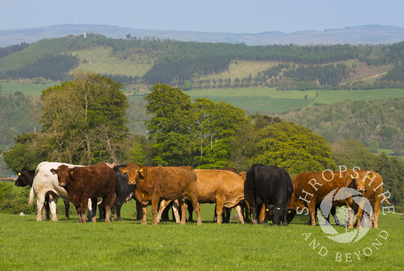 Cattle grazing on Hopesay Common, near Craven Arms, Shropshire, England.