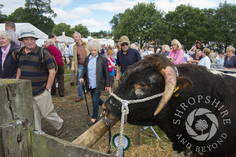 Visitors passing the cattle pens at Burwarton Show, near Bridgnorth, Shropshire, England.