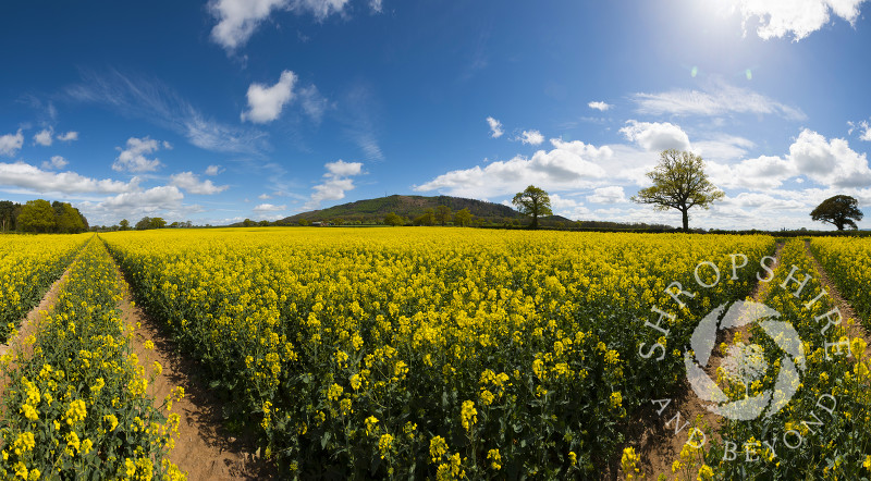 A panoramic view of an oilseed rape field, looking to the Wrekin, Shropshire, England.