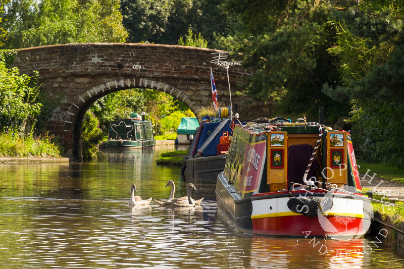 Swans on the Shropshire Union Canal at Talbot Wharf, Market Drayton, Shropshire.