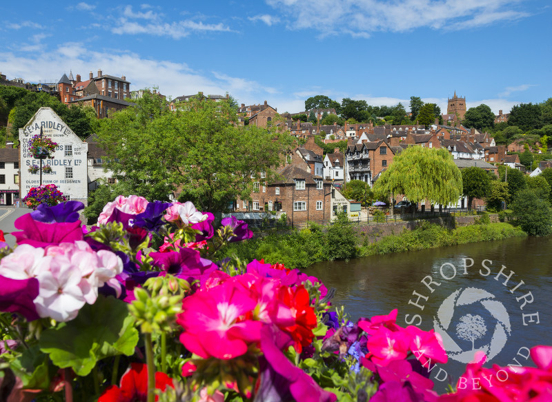 Summer colour beside the River Severn at Bridgnorth in Shropshire.