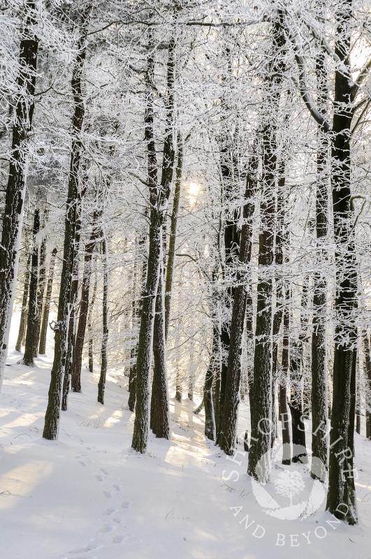 Sunlight on frozen trees and snow, the Wrekin, Shropshire, England.