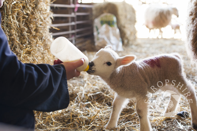 A farm worker bottle feeds a lamb at Middle Farm, Shelve, on the Stiperstones, Shropshire, England.