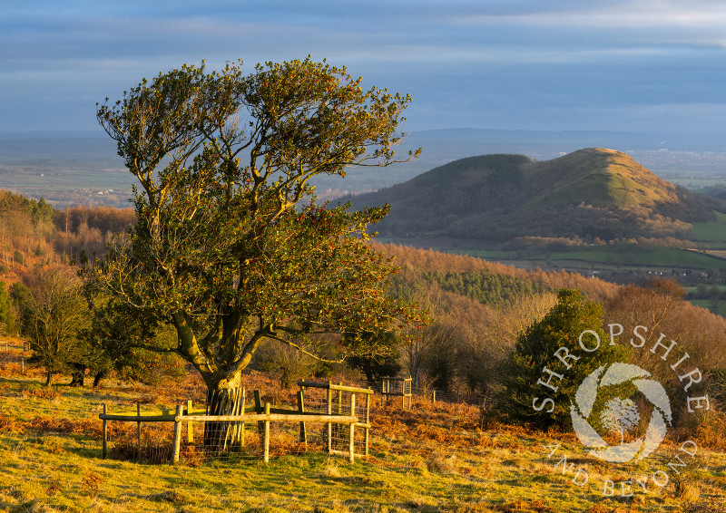 Early morning on the Hollies Nature Reserve, the Stiperstones, Shropshire.